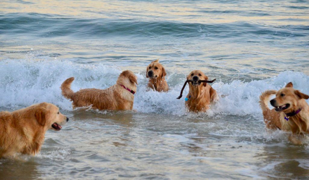 Events – The Golden Retriever Club of NSW Inc.