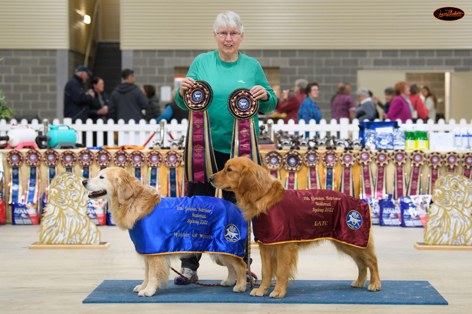 2225 August 2022 11th National Golden Retriever Championship show